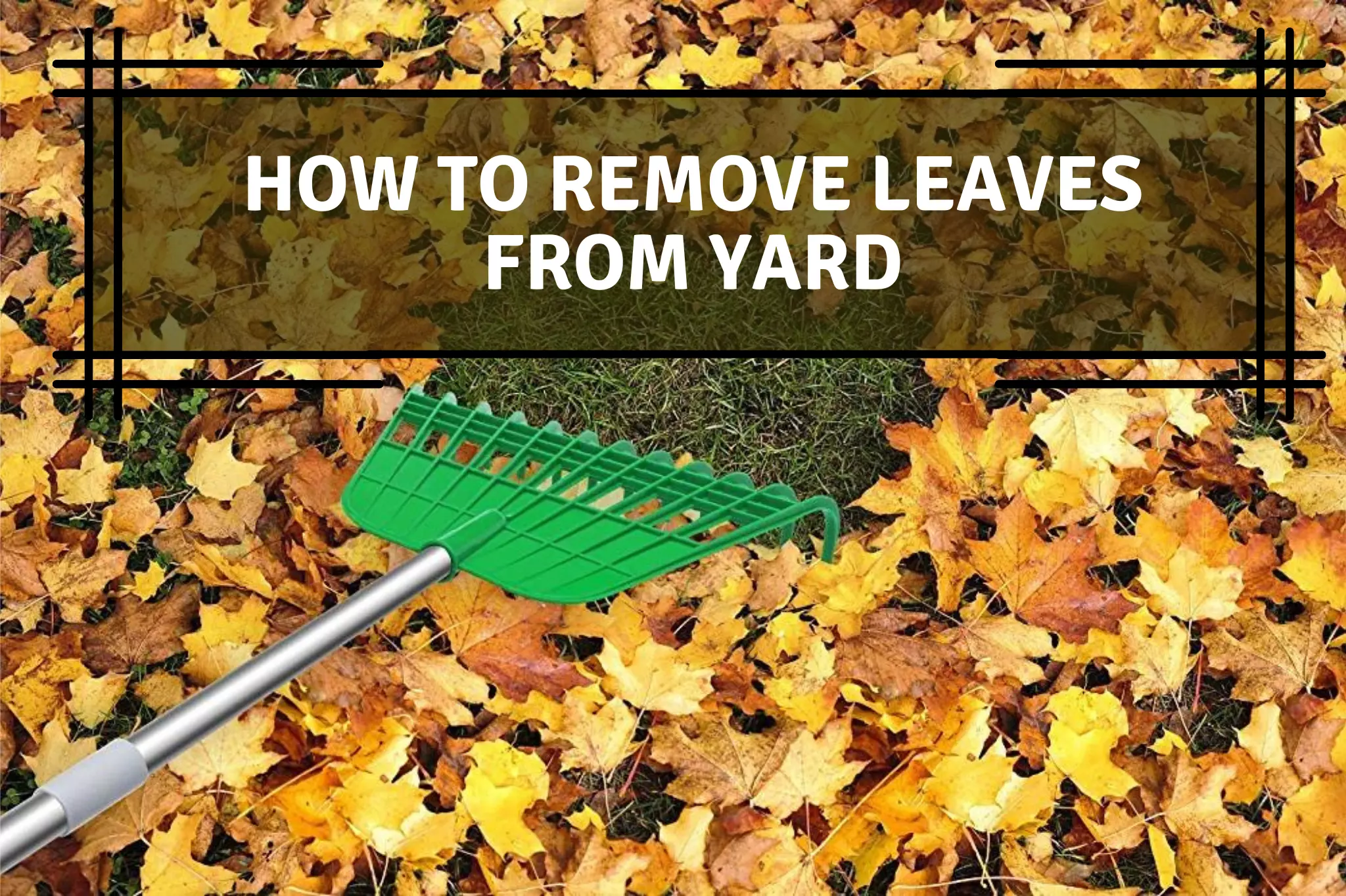 Best And Easiest Way To Remove Leaves from Yard