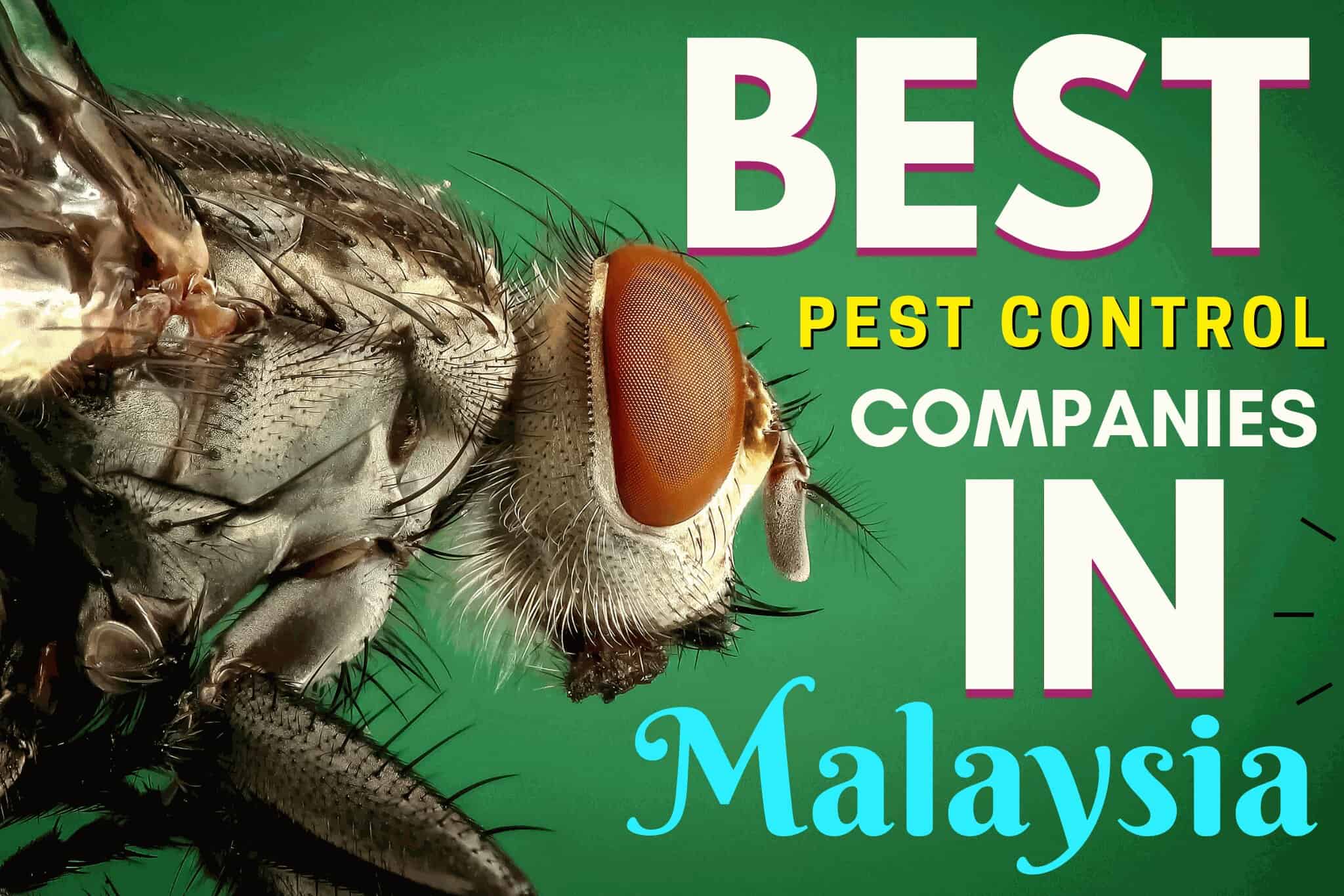 Pest Control Companies In Malaysia