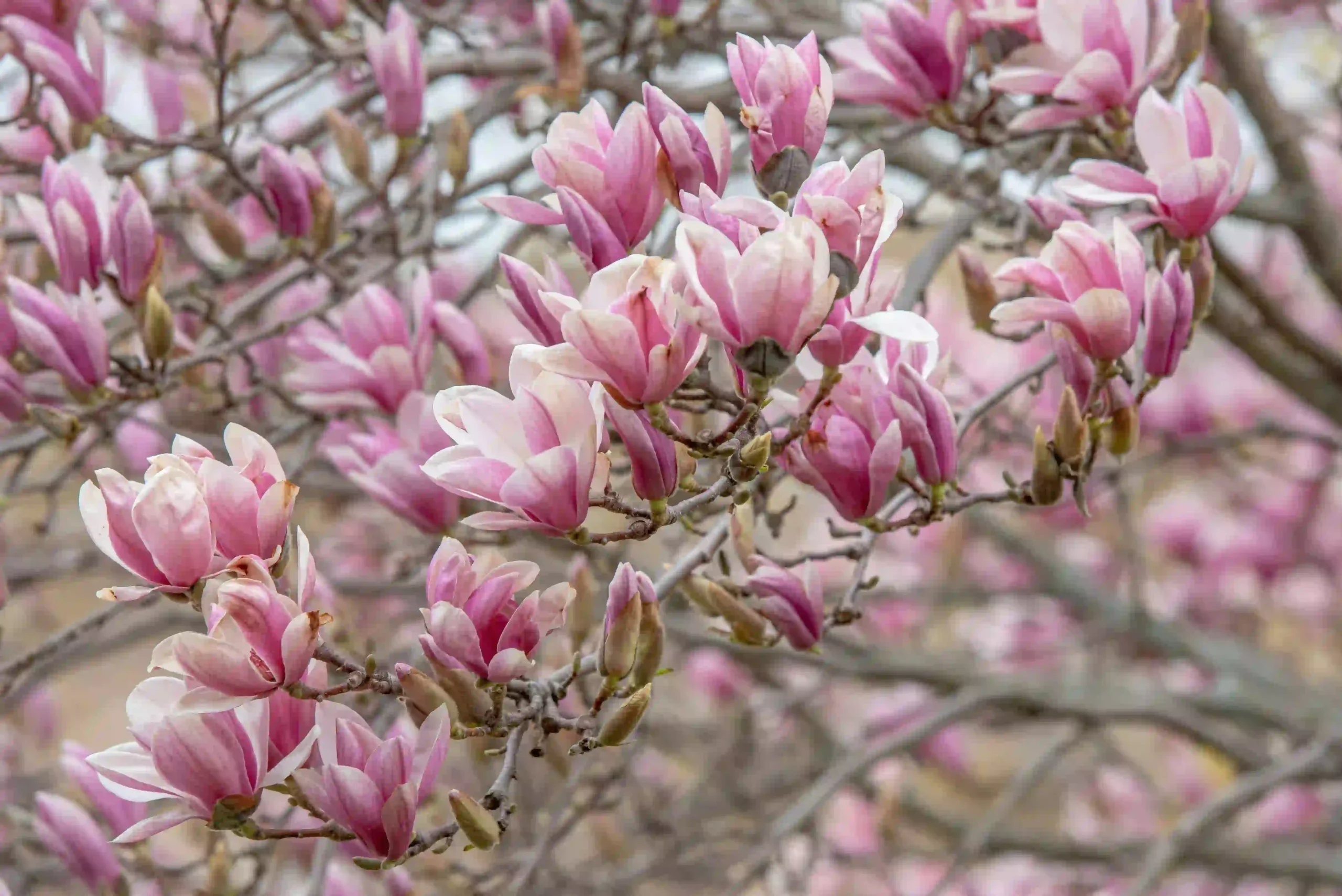 A Guide to Choosing the Perfect Magnolia Tree for Your Garden