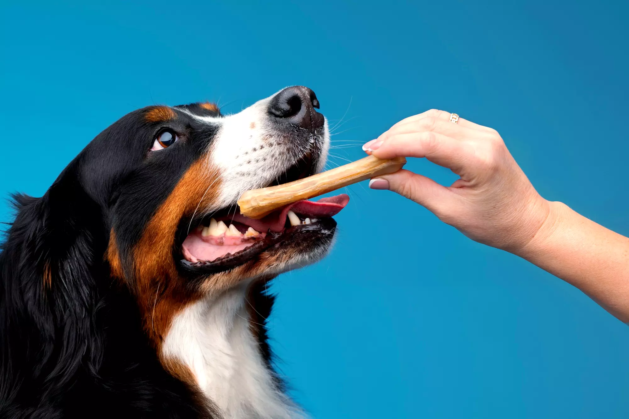 Exploring the Vital Role of Dental Care for Pets