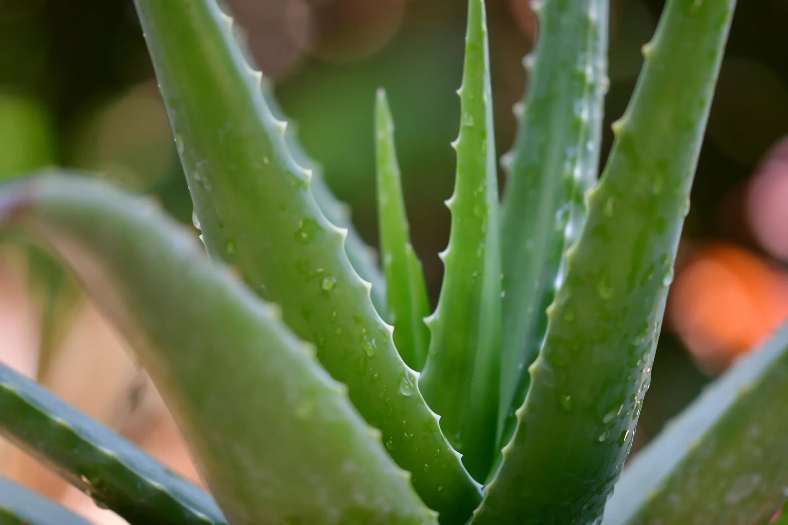 remove spots from face with aloe vera